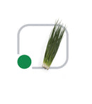 Sementes Cebolinha Tokyo Kuro Horticeres 100g