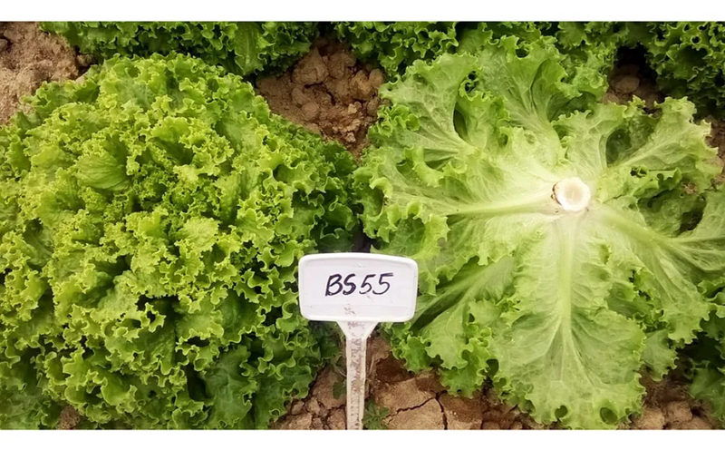ALFACE CRESPA BS AC0055 BLUESEEDS 7500 SEMENTES