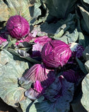 REPOLHO ROXO HIBRIDO MURASAKI HORTICERES 1000 SEMENTES