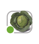 Repolho Hibrido Soberano Plus Horticeres 25000 Sementes