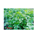 Sementes Coentro Verdao Horticeres 15kg