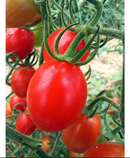 TOMATE GRAPE CEREJA HIBRIDO IBIZA EWS 500 SEMENTES