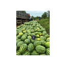 MELANCIA HIBRIDA COLT TAKII 1000 SEMENTES