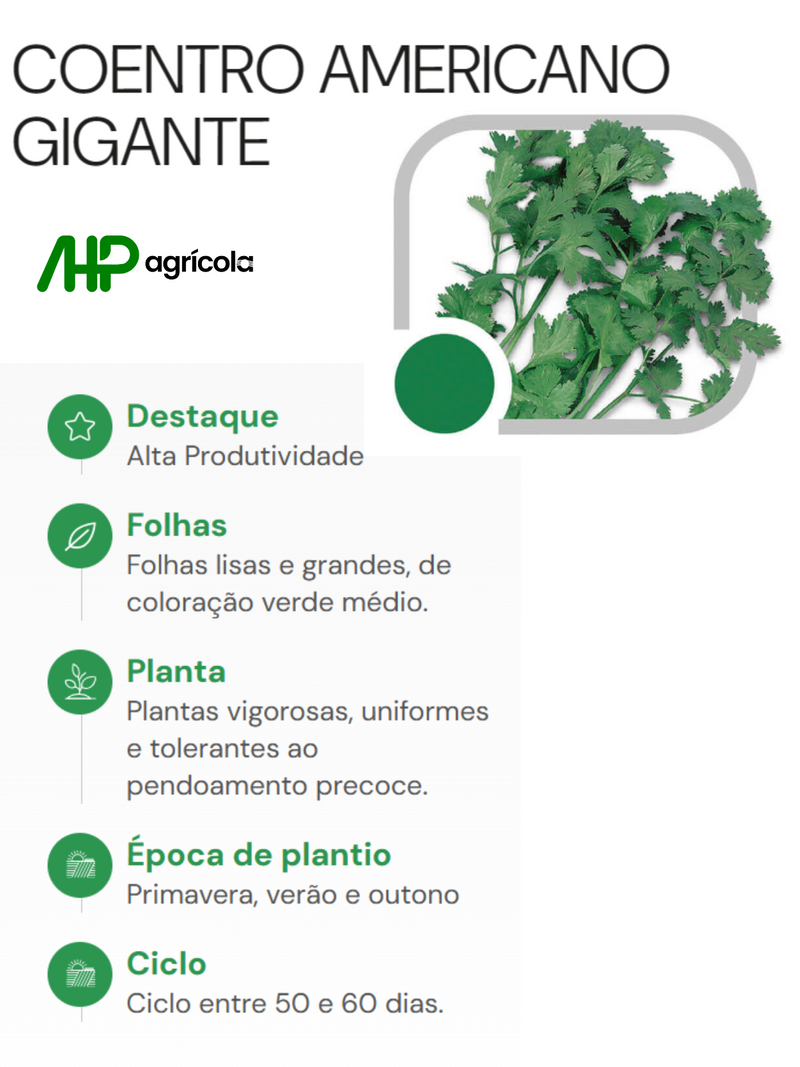 SEMENTES COENTRO AMERICANO GIGANTE HORTICERES 500G