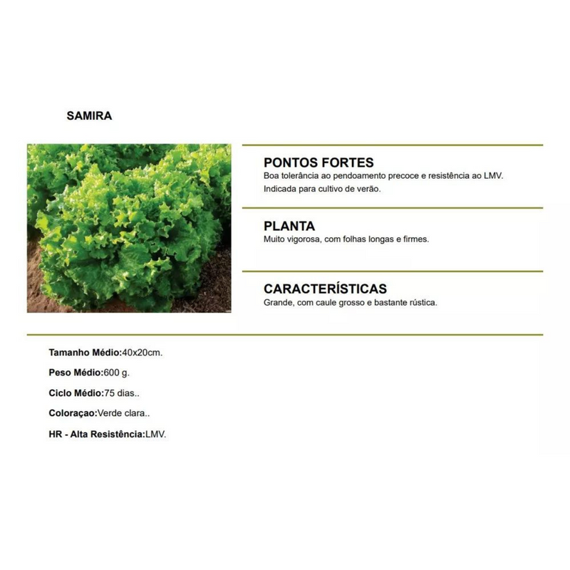 ALFACE CRESPA SAMIRA TOPSEED PREMIUM 10000 SEMENTES