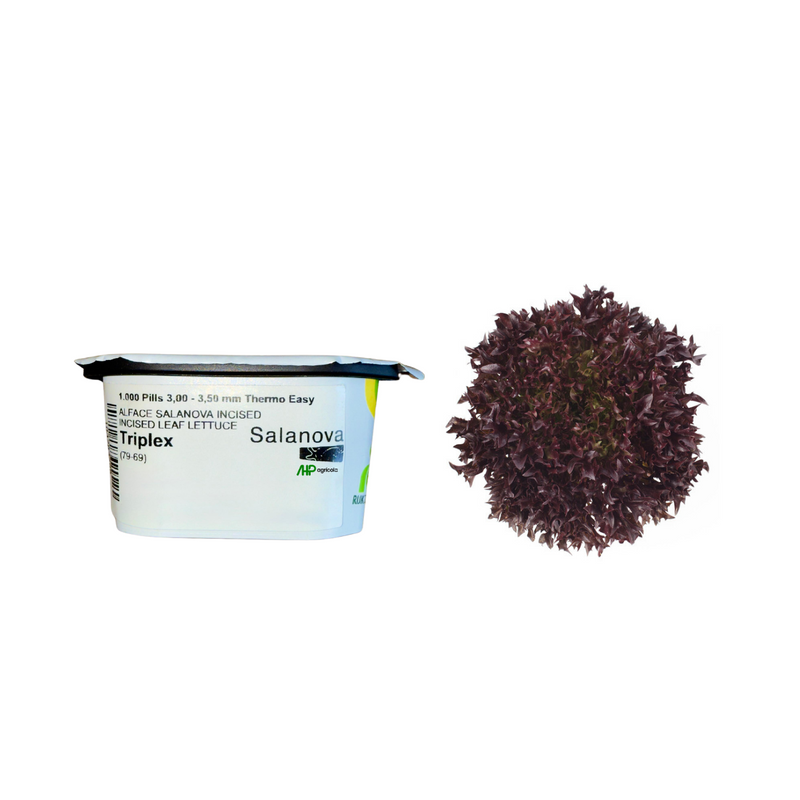 ALFACE CRISPY FRISEE ROXA SALANOVA TRIPLEX RIJK ZWAAN 1000 SEMENTES