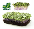 SEMENTES MICROVERDE COUVE MANTEIGA DA GEORGIA TOPSEED 500G
