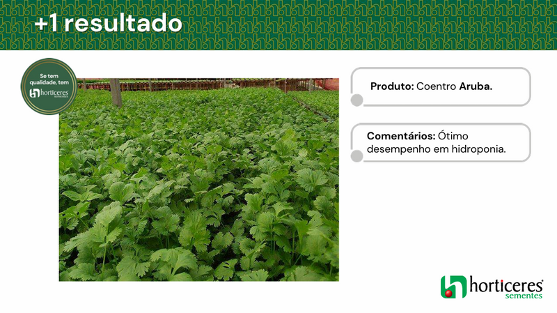 SEMENTES COENTRO PORTUGUES ARUBA HORTICERES 5KG