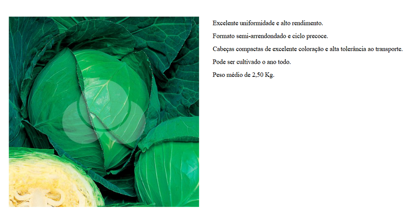 REPOLHO HIBRIDO MIRAI TAKII SEED 25000 SEMENTES