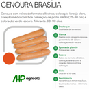 SEMENTES CENOURA BRASILIA HORTICERES 250G