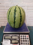 MELANCIA HIBRIDA TIGER TAINAN AGROCINCO 500 SEMENTES