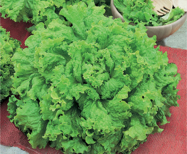 SEMENTES ALFACE CRESPA BLACK SEEDED SIMPSON TOPSEED 50G