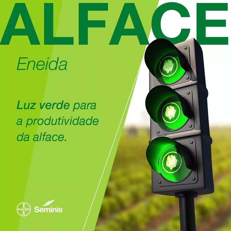 ALFACE CRESPA ENEIDA SEMINIS 5000 SEMENTES