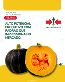 ABOBORA HIBRIDA TETSUKABUTO YUMI EWS 1000 SEMENTES