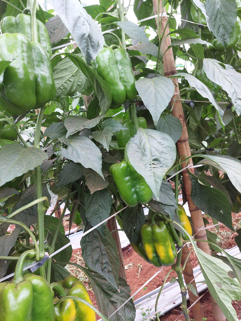 PIMENTÃO AMARELO HÍBRIDO CANÁRIO AGROCINCO EMBRAPA 1000 SEMENTES