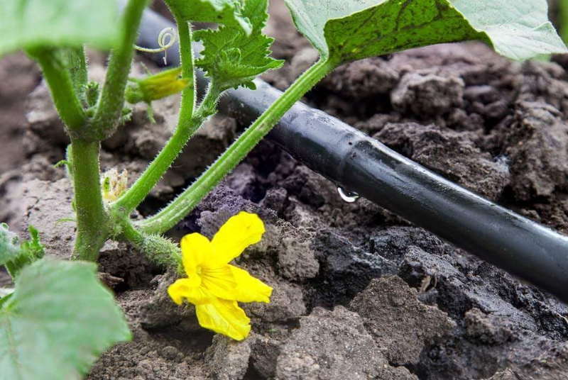 MANGUEIRA IRRIGAÇÃO GOTEJAMENTO 20CM 2L/H 1000 METROS