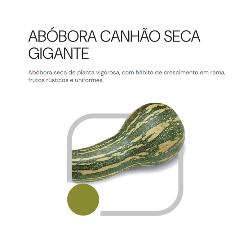 SEMENTES ABÓBORA CANHÃO SECA GIGANTE HORTICERES 100G