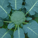 REPOLHO HIBRIDO FLORENCE AGROCINCO 100 SEMENTES