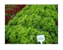 ALFACE CRESPA BRIDA EWS 5000 SEMENTES