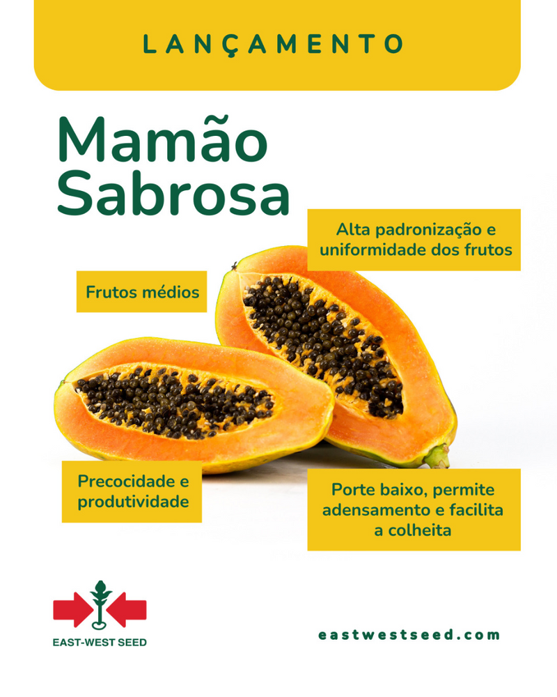 SEMENTES MAMAO HIBRIDO SABROSA EWS 1000 SEMENTES