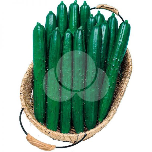 PEPINO JAPONES HIBRIDO TSUYATARO TAKII SEED 350 SEMENTES