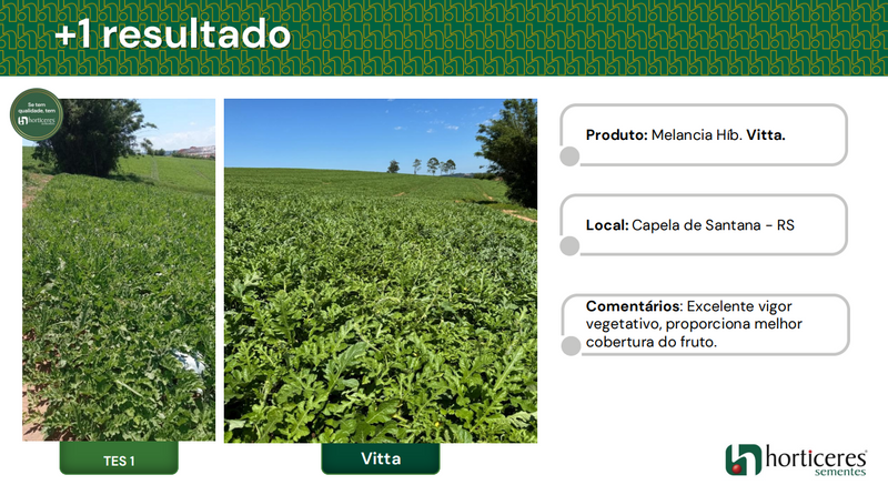 MELANCIA HIBRIDA VITTA HORTICERES 1000 SEMENTES