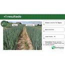 SEMENTES CEBOLINHA HIBRIDA NAGOYA HORTICERES 100G