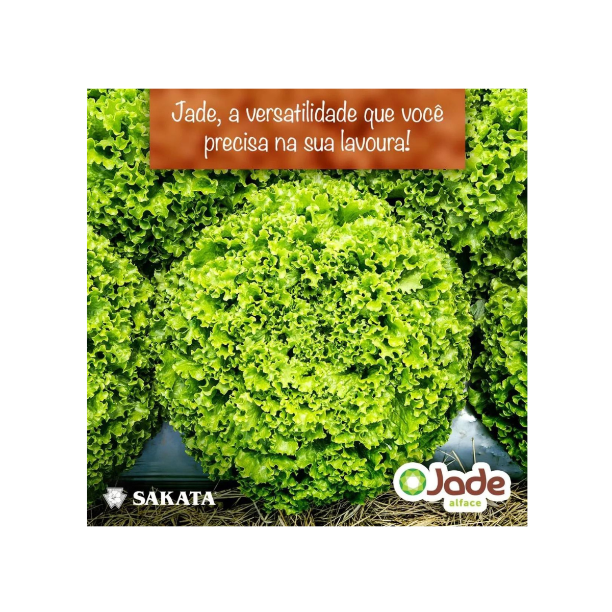 ALFACE CRESPA JADE SAKATA 7500 SEMENTES