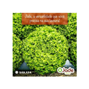 ALFACE CRESPA JADE SAKATA 7500 SEMENTES