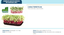SEMENTES MICROVERDE BETERRABA SEM TRATAMENTO TOPSEED 500G