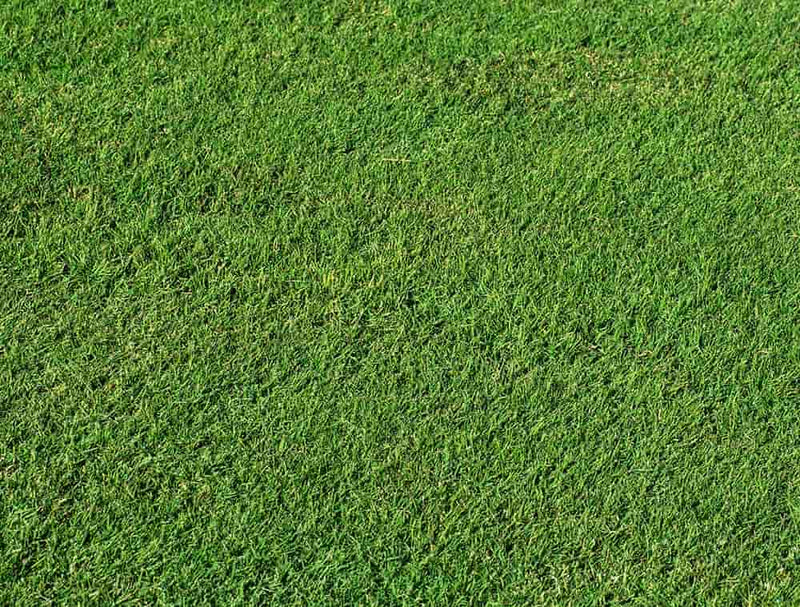 SEMENTES GRAMA BERMUDA TSV 100G