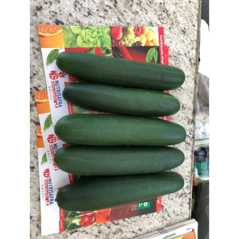 PEPINO HIBRIDO MEDICI AGROCINCO 1000 SEMENTES
