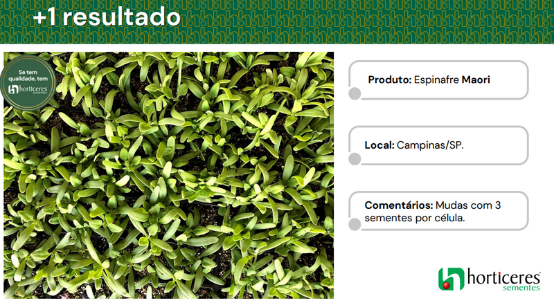 SEMENTES ESPINAFRE MAORI HORTICERES 200G