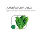 SEMENTES ALMEIRÃO FOLHA LARGA RADICHE HORTICERES 100G