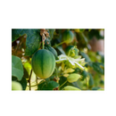 MARACUJA HIBRIDO BRS PEROLA DO CERRADO AGROCINCO 100 SEMENTES