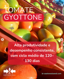 TOMATE SALADETE ITALIANO HIBRIDO GYOTTONE  EWS 1000 SEMENTES