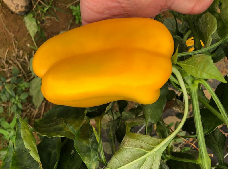 PIMENTÃO AMARELO HÍBRIDO CANÁRIO AGROCINCO EMBRAPA 1000 SEMENTES