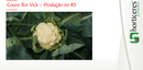 COUVE-FLOR HÍBRIDA VICK HORTICERES 1000 SEMENTES