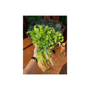 Sementes Coentro Verdao Horticeres 15kg