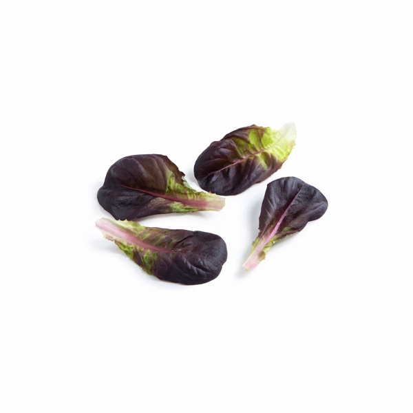 ALFACE SALANOVA ROXA LISA BARLACH RIJK ZWAAN 1000 SEMENTES