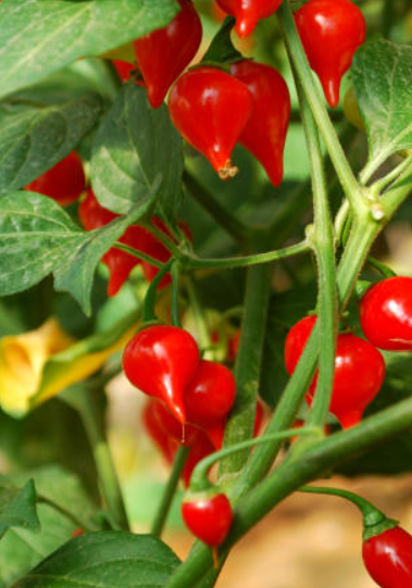 SEMENTES PIMENTA BIQUINHO BRS MOEMA EMBRAPA 1000 SEMENTES