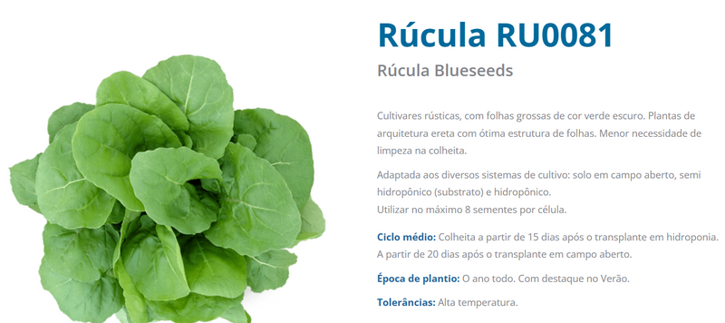 SEMENTES RÚCULA BS RU0081 BLUESEEDS 500G