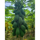 Mamão Formosa Híbrido Fortuna Agrocinco 1000 Sementes