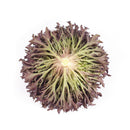 ALFACE CRISPY FRISEE ROXA SALANOVA TRIPLEX RIJK ZWAAN 1000 SEMENTES