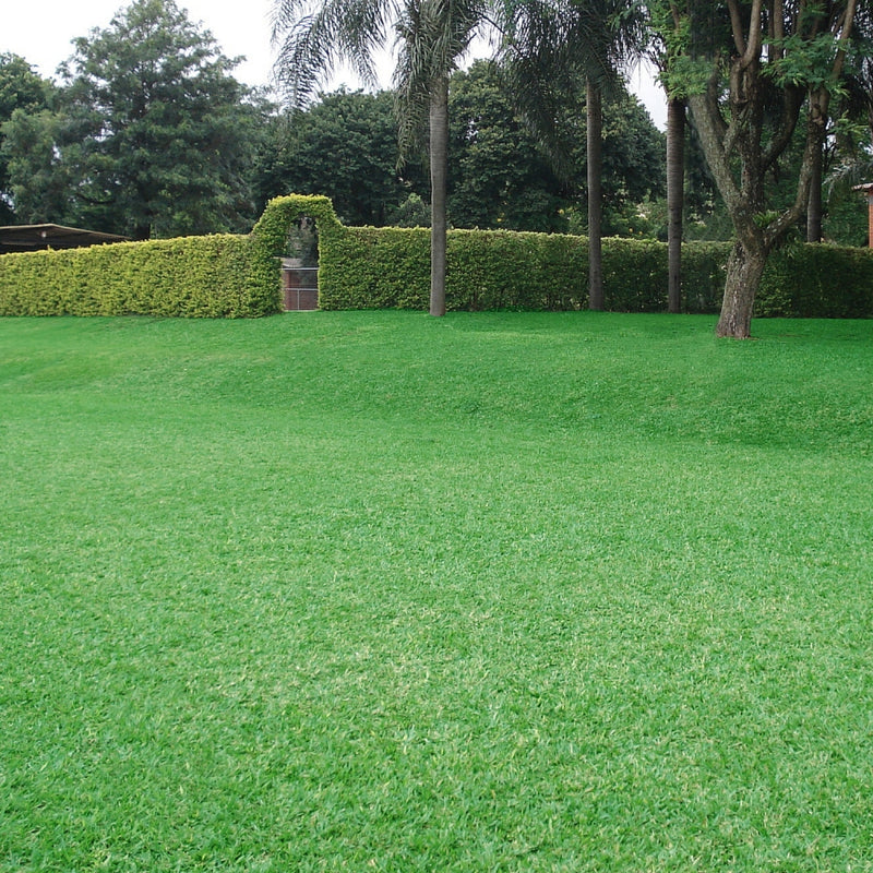 SEMENTES GRAMA BERMUDA TSV 100G