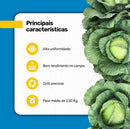 REPOLHO HIBRIDO AZUMI TAKII SEED 2500 SEMENTES