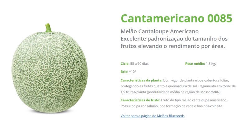 MELAO CANTALOUPE BS CANTAMERICANO BLUESEEDS 1000 SEMENTES