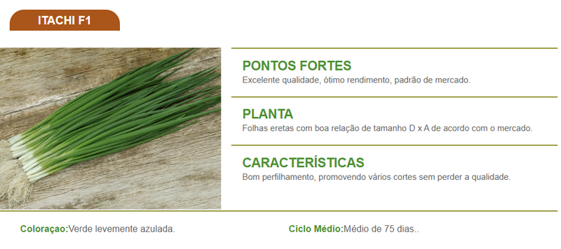 SEMENTES CEBOLINHA F1HIBRIDA ITACHI TOPSEED PREMIUM 100G