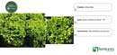 ALFACE CRESPA CRIS HORTICERES 25000 SEMENTES