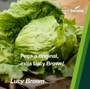 ALFACE AMERICANA LUCY BROWN SEMINIS 250.000 SEMENTES